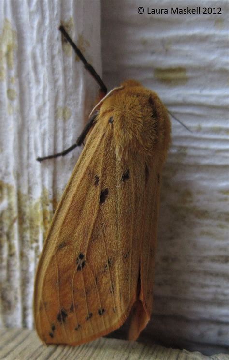 Isabella Tiger Moth or Banded Woolybear Pyrrharctia isabella (J.E ...