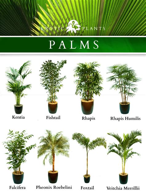 Large House Plants Names at Veronica Corpuz blog