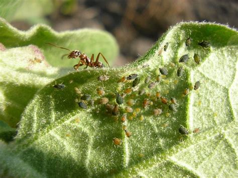 Ants Farming Aphids & What to do About It - Real Self-Sufficiency