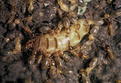 A Termite Queen And Her Ultimate Sacrifice | WBUR