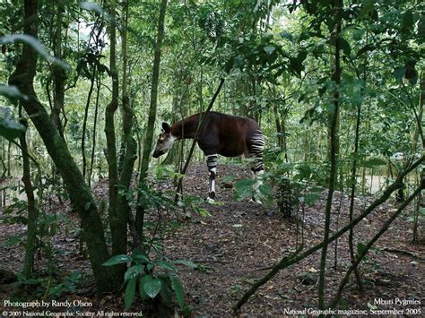 okapi wild habitat photo - Google Search | Random Illustration Inspiration | Pinterest | Okapi