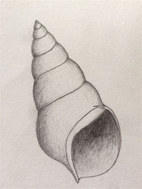 Pin on Shell study | Book art drawings, Shell drawing, Line art drawings