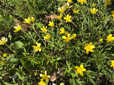 Wisconsin Wildflower | Early Buttercup | Ranunculus fascicularis