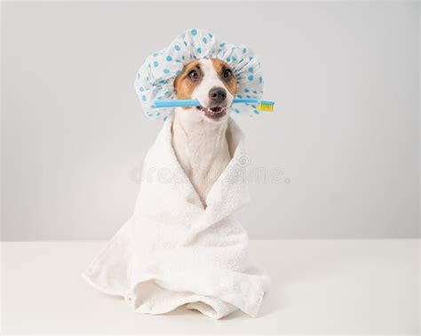 319 Dog Shower Cap Photos - Free & Royalty-Free Stock Photos from ...