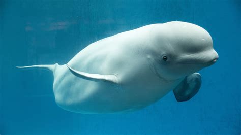 New beluga whale born at SeaWorld San Antonio | Fox Business