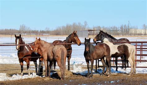 What Happens When Wild Horses Meet Domestic Horses