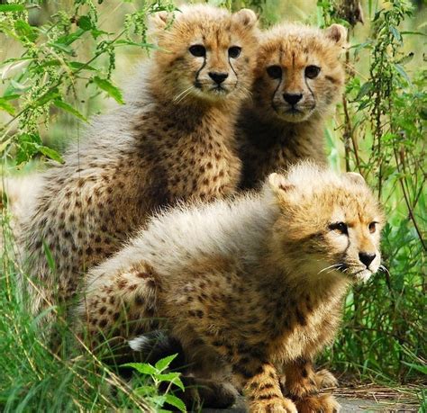 CUTE CHEETAH CUBS FOR REHOMING FOR SALE ADOPTION from san francisco California @ Adpost.com ...