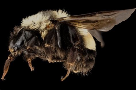 U.S. Lists a Bumble Bee Species as Endangered for First Time - Darwin ...