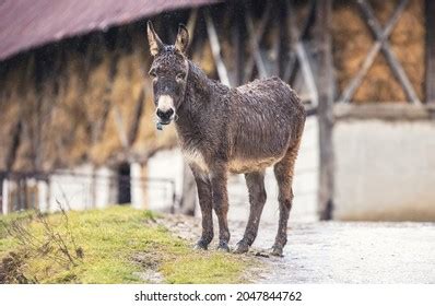 One Most Stubborn Animals On Farm Stock Photo (Edit Now) 2047844762