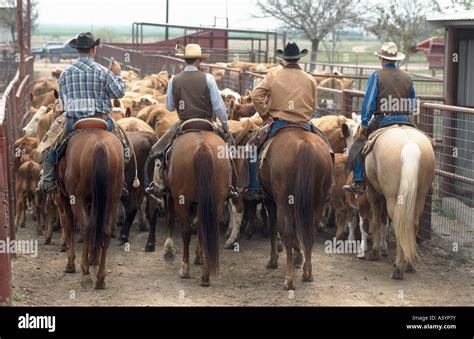 Droving hi-res stock photography and images - Alamy