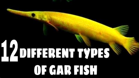 Types of gar fish | Florida gar | Alligator gar | Spotted Gar | Cuban gar fish - YouTube