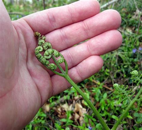 Fiddleheads - Eat | Drink | Breathe