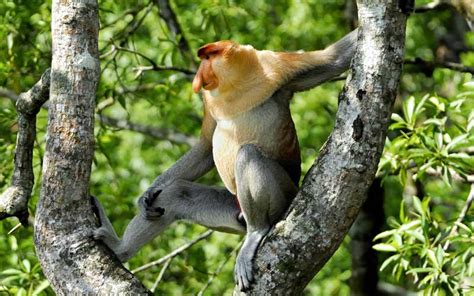 Proboscis Monkey - Monkey Facts and Information