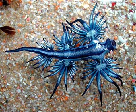 Blue Sea Slug - Little, Blue, Big Sting | Animal Pictures and Facts | FactZoo.com