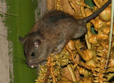 Polynesian Rat (Rattus exulans) - The Firefly Forest