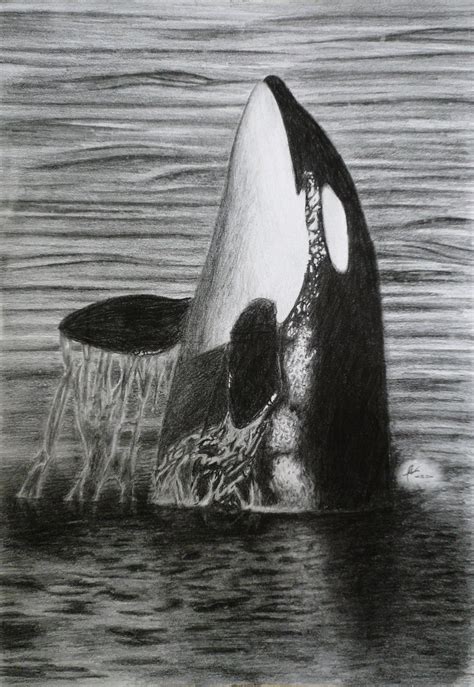 Orca Whale Pencil Drawing