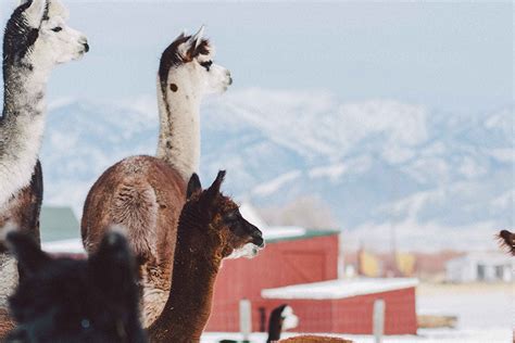 Retail Boutique & Store Events - Alpacas of Montana