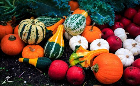 How to Plant a Fall Vegetable Garden