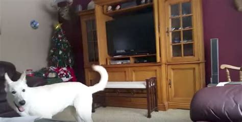 Dog's reaction to her own fart is absolutely hysterical