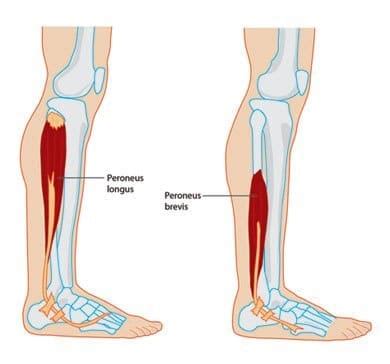 Peroneal Muscle Anatomy - Docpods Australia