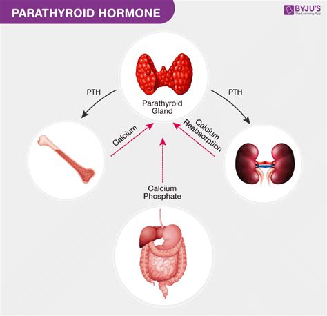 Parathyroid Hormone - Functions, Types and its Hormone Levels