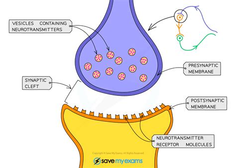 Synapses - Gidemy Class Notes