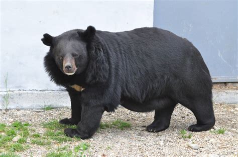 Asiatic black bear/ Ursus thibetanus | ZooChat