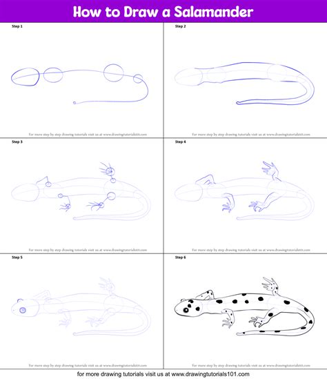 How to Draw a Salamander (Amphibians) Step by Step | DrawingTutorials101.com