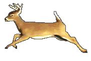 Moving Animal Animations - ClipArt Best