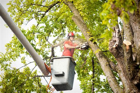 Do’s And Don’ts When Cutting A Tree - Nevada Tree Service