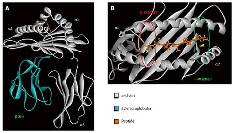 Key role of human leukocyte antigen in modulating human ...