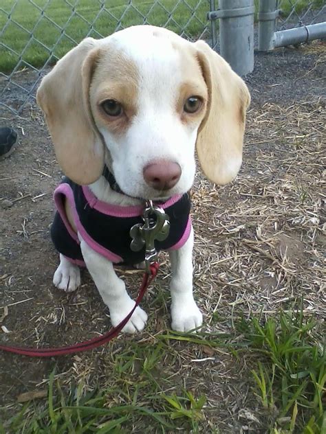 Lemon & white pocket beagle, miniature beagle, toy beagle http://www ...