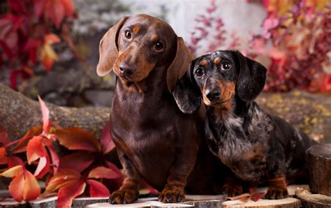 Miniature Dachshund: Your Complete Guide - Welcome To The Sausage Dog World