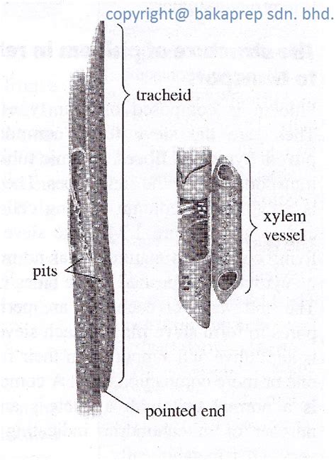 iGotcha! : The Transport of Substances in Plants