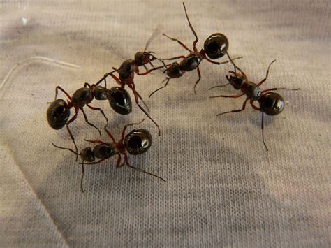 What is the Best Indoor Ant Killer to Rid Your Home of Ants?