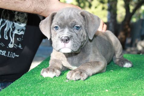 Great Brindle English Bulldog Puppy Learn more here | bulldogs