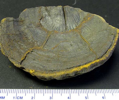 Louisville Fossils and Beyond: Inner View of Orthotetes Brachiopod Fossil