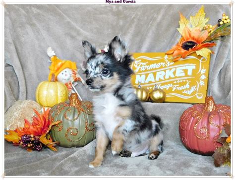 Blue Chihuahua Puppies For Sale | ChiChiBabies Chihuahuas