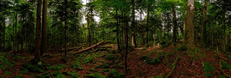 Primeval Forest 360 Panorama | 360Cities