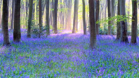 Bluebell Woods Wallpapers - Wallpaper Cave