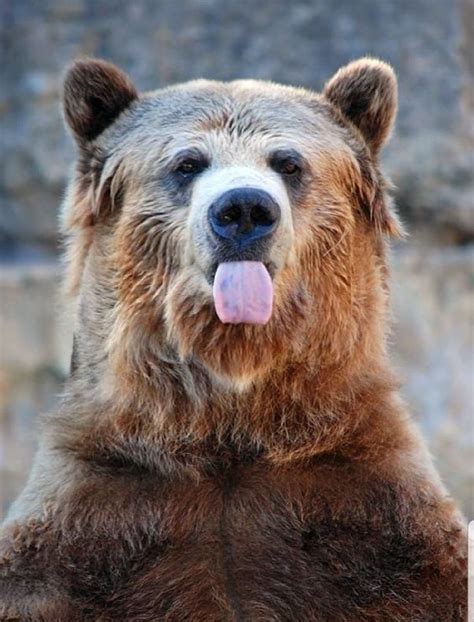 Pin by Pinner on Bears | Brown bear, Funny bears, Wild animals pictures