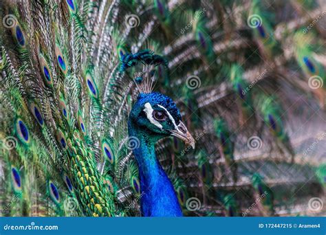 Beautiful Peacock with Open Tail, Closeup Stock Image - Image of ...