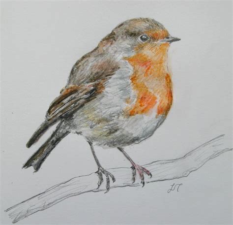 Bird sketch, Robin drawing, Robin bird