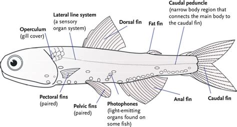 Fish Structure and Function | CK-12 Foundation