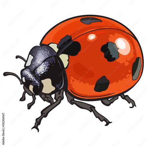 Red ladybug, ladybird with black spots, sketch illustration isolated on white background. color ...