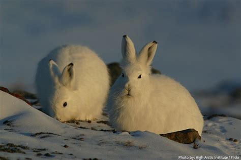 Interesting facts about Arctic hares – Just Fun Facts