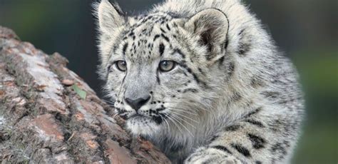 Niarra Travel | Snow Leopards in Ladakh