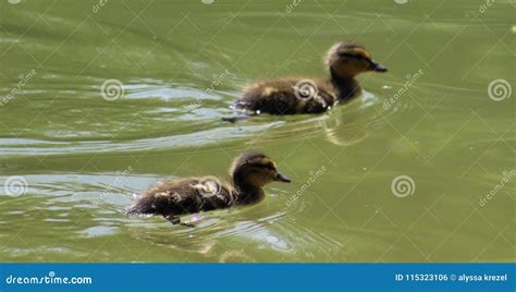 Baby ducks stock photo. Image of baby, enjoyed, swimming - 115323106