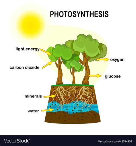 Photosynthesis process diagram poster Royalty Free Vector