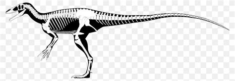 Megaraptor Australovenator Aerosteon Dinosaur Utahraptor, PNG, 1511x528px, Megaraptor, Aerosteon ...